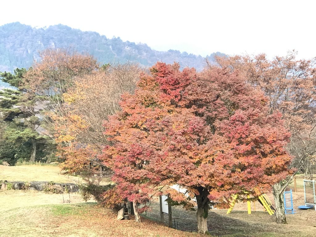 阿蘇神社 ネコやけい